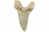 Serrated Sokolovi (Auriculatus) Shark Tooth - Dakhla, Morocco #225214-1